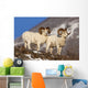 Two Full-Curl Ram Dall Sheep At Windy Point Area, Southcentral Alaska Wall Mural