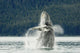 Humpback Whale Breaches Near Glacier Bay National Park Wall Mural