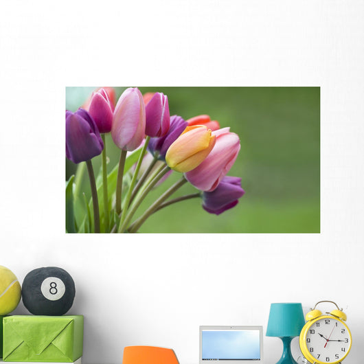 Colorful tulips in the garden Wall Mural
