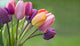 Colorful tulips in the garden Wall Mural