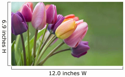 Colorful tulips in the garden Wall Mural