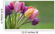 Colorful tulips in the garden Wall Mural