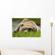 Brown Bear Resting On Sedge Grass With Paw Over Eyes Wall Mural