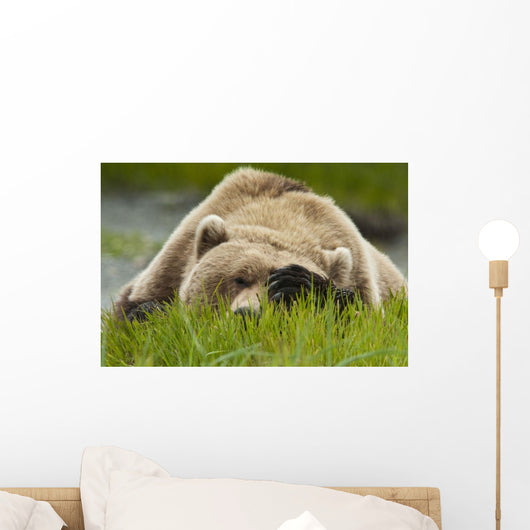 Brown Bear Resting On Sedge Grass With Paw Over Eyes Wall Mural