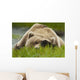 Brown Bear Resting On Sedge Grass With Paw Over Eyes Wall Mural