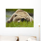 Brown Bear Resting On Sedge Grass With Paw Over Eyes Wall Mural