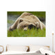 Brown Bear Resting On Sedge Grass With Paw Over Eyes Wall Mural