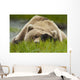 Brown Bear Resting On Sedge Grass With Paw Over Eyes Wall Mural