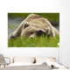 Brown Bear Resting On Sedge Grass With Paw Over Eyes Wall Mural