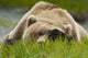 Brown Bear Resting On Sedge Grass With Paw Over Eyes Wall Mural