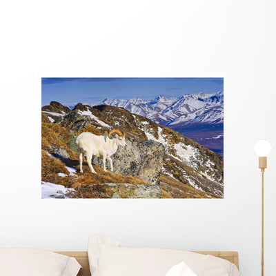 Adult Dall Sheep Ram Wall Mural shown on a wall