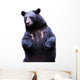 Black Bear