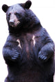 Black Bear