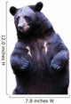 Black Bear