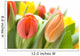 Colourful Tulips