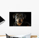 Rottweiler Wall Mural