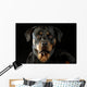 Rottweiler Wall Mural