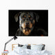Rottweiler Wall Mural