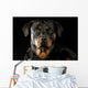 Rottweiler Wall Mural