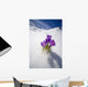 Crocus Flower Peeking Up Through The Snow Wall Mural