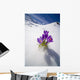 Crocus Flower Peeking Up Through The Snow Wall Mural
