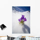 Crocus Flower Peeking Up Through The Snow Wall Mural