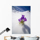 Crocus Flower Peeking Up Through The Snow Wall Mural
