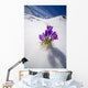 Crocus Flower Peeking Up Through The Snow Wall Mural