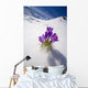 Crocus Flower Peeking Up Through The Snow Wall Mural