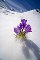 Crocus Flower Peeking Up Through The Snow Wall Mural