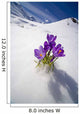 Crocus Flower Peeking Up Through The Snow Wall Mural