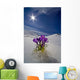 Crocus Flower Peeking Up Through The Snow Wall Mural