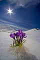 Crocus Flower Peeking Up Through The Snow Wall Mural