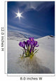 Crocus Flower Peeking Up Through The Snow Wall Mural