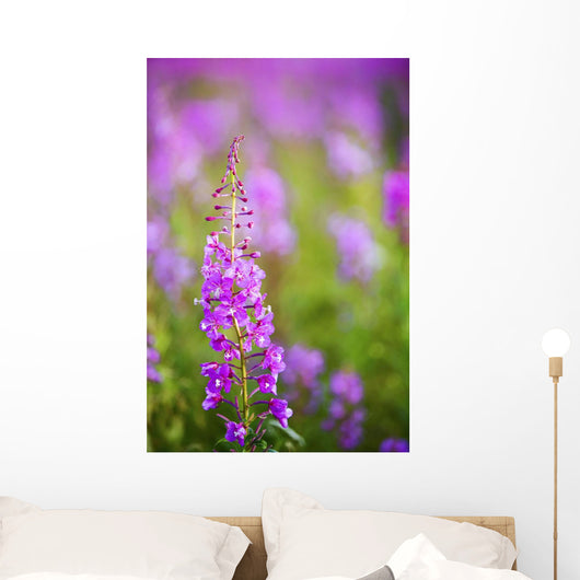 Fireweed Detail Wall Mural