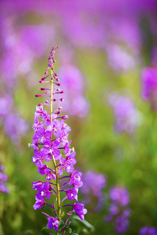 Fireweed Detail Wall Mural