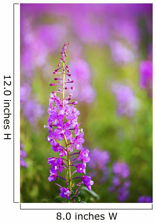 Fireweed Detail Wall Mural