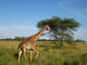 Giraffe 2 Wall Decal