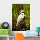 Snowy Egret and Cypress Wall Mural