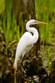 Snowy Egret and Cypress Wall Mural