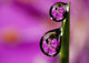 Extreme macro view of fireweed bloom magnified Wall Mural