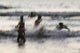 India, Karnataka, Blurry Figures In Crashing Waves At Gokarna Beach Wall Mural
