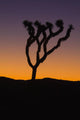 Silhouette of a joshua tree at sunset Wall Mural