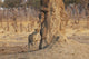 Africa, Zimbabwe, Hwange National Park, On Safari, Jaguar By Tree Wall Mural