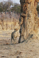 Africa, Zimbabwe, Hwange National Park, On Safari, Jaguar By Tree Wall Mural