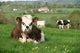 Cow Farm Animal 28 Wall Mural