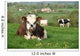 Cow Farm Animal 28 Wall Mural
