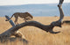 A cheetah on a tree;Maasai mara kenya Wall Mural