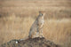 A cheetah sits alert Wall Mural