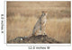 A cheetah sits alert Wall Mural